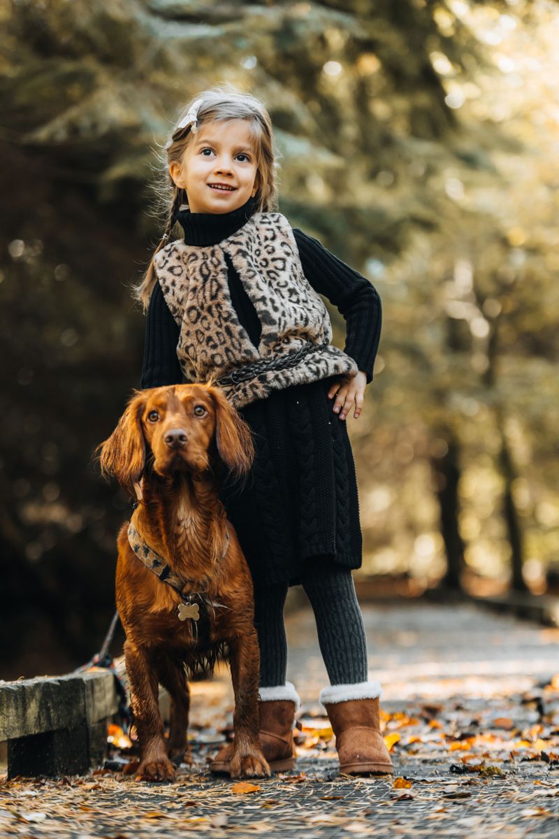 Irish Setter