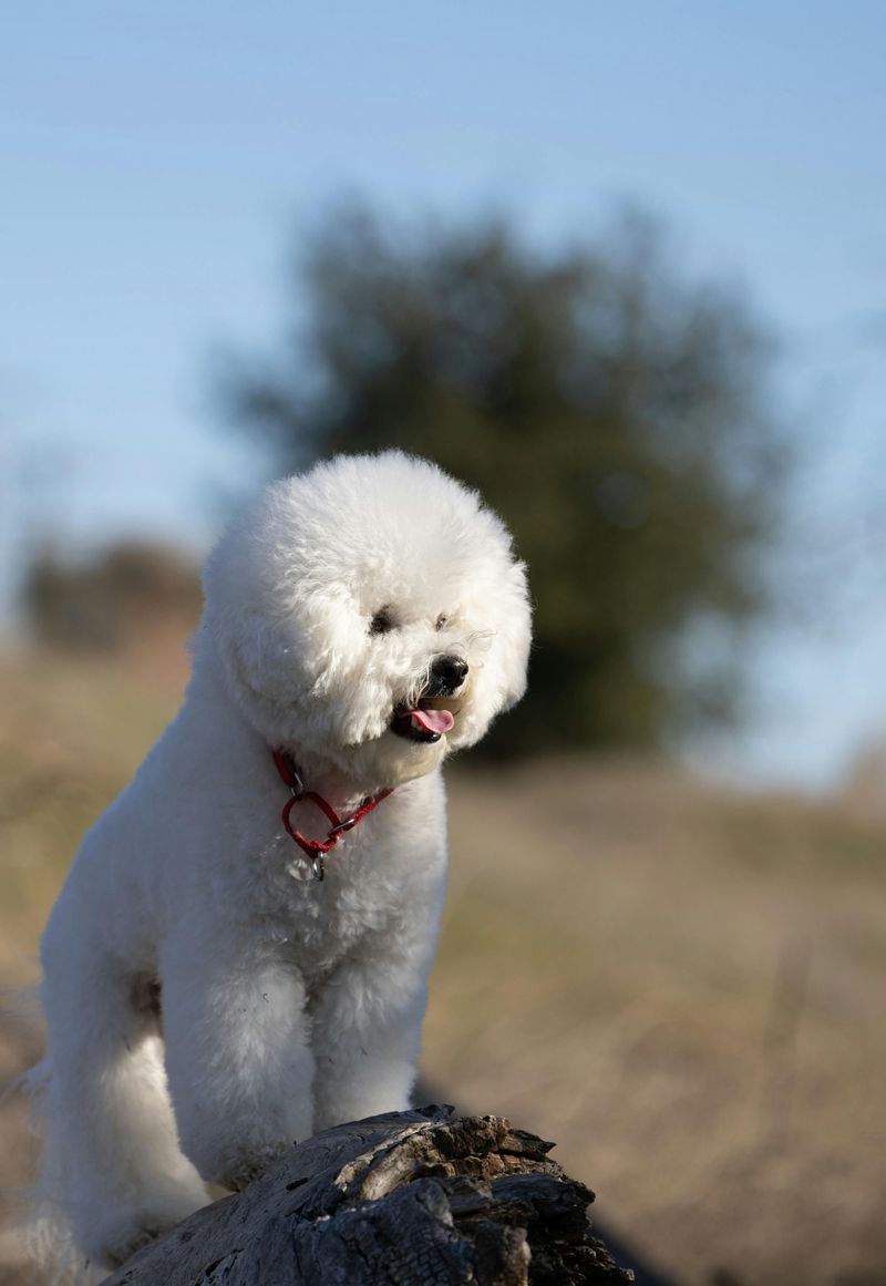 12 Wonderful Low-Shedding Dog Breeds That Are Incredibly Easy to Live With 3 Bichon Frise