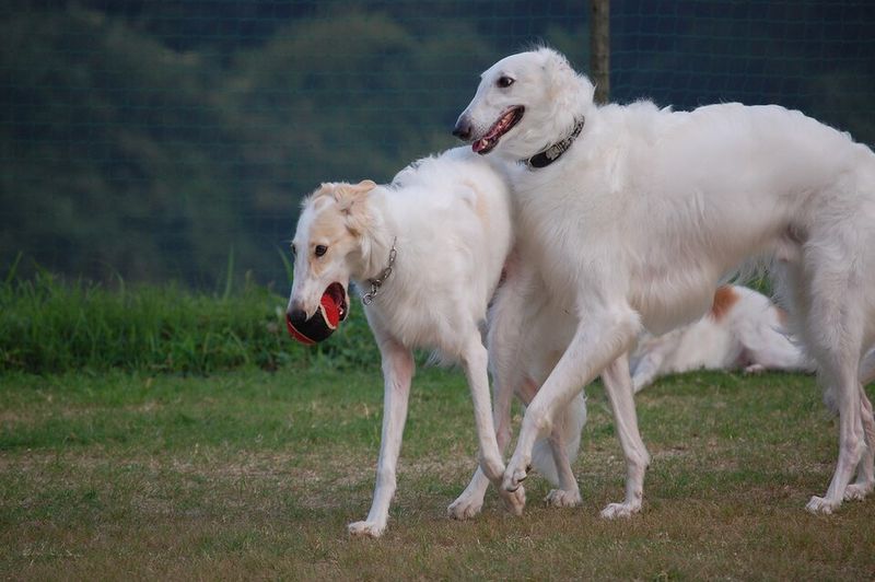 10 reserved dog breeds that appreciate calm and personal space 7 Borzoi