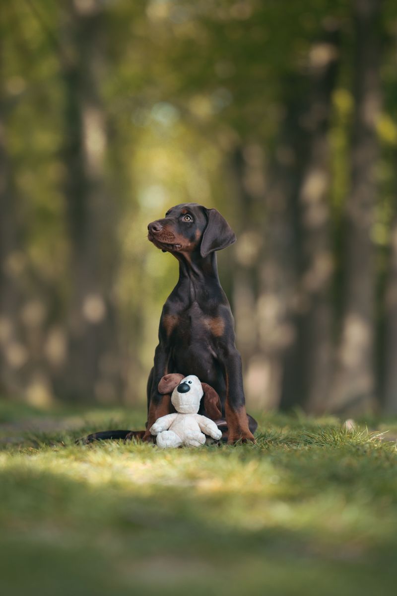 Once these dog breeds become part of your life, you'll rarely walk through the house alone 3 Doberman Pinscher
