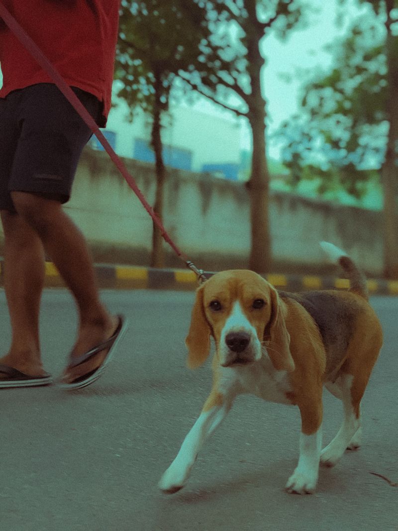 The way these 12 dog breeds handle strangers may completely change the breed you choose 6 Beagle
