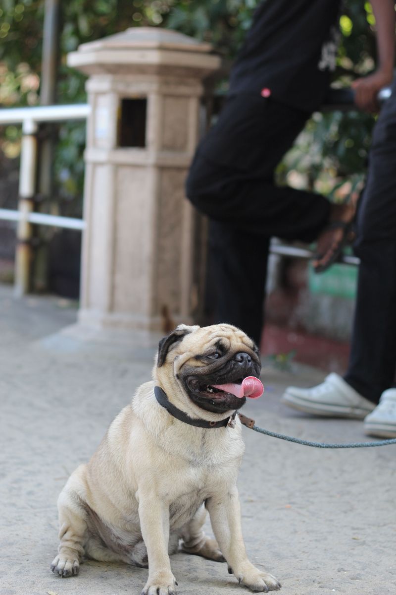 Think every dog naturally protects the house? These lovable breeds may greet the problem instead 11 Pug