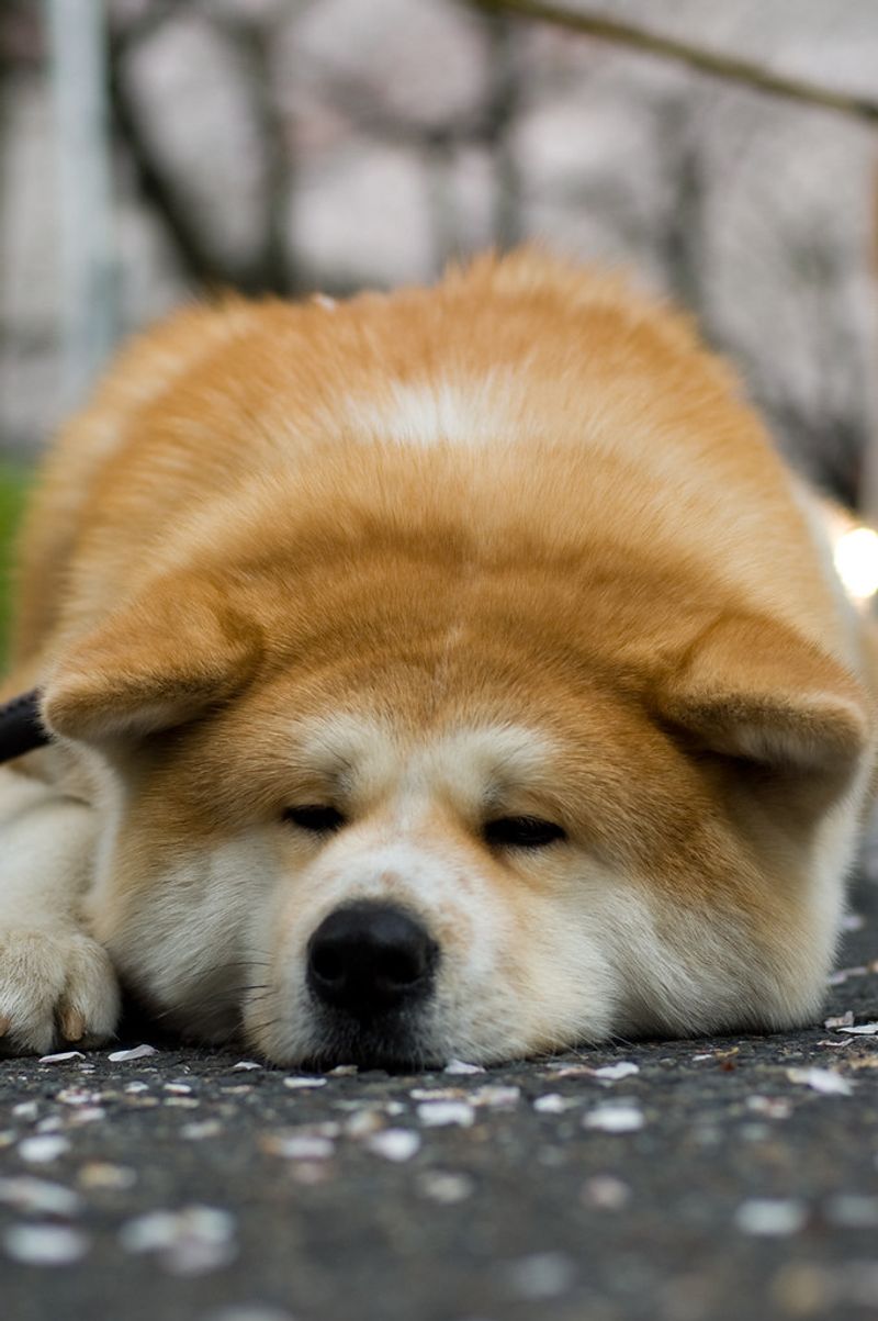 16 dog breeds that stay sweet indoors but switch on guard mode instantly 7 Akita
