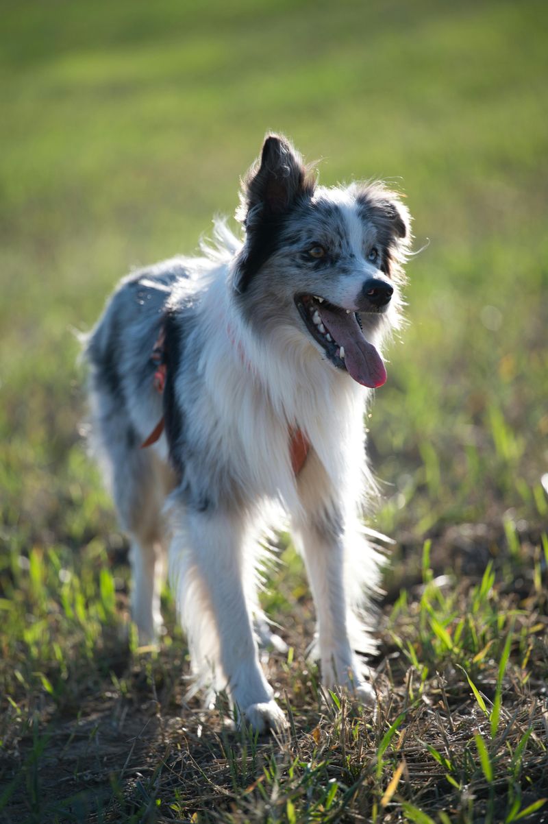 Border Collie