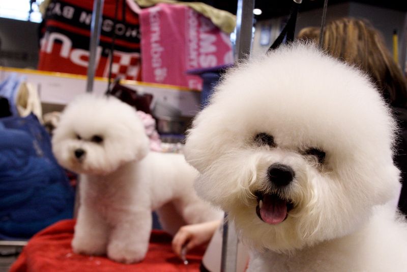 Your dog loves every stranger it meets? These 12 breeds may relate - but 3 others have a very different approach 8 Bichon Frise