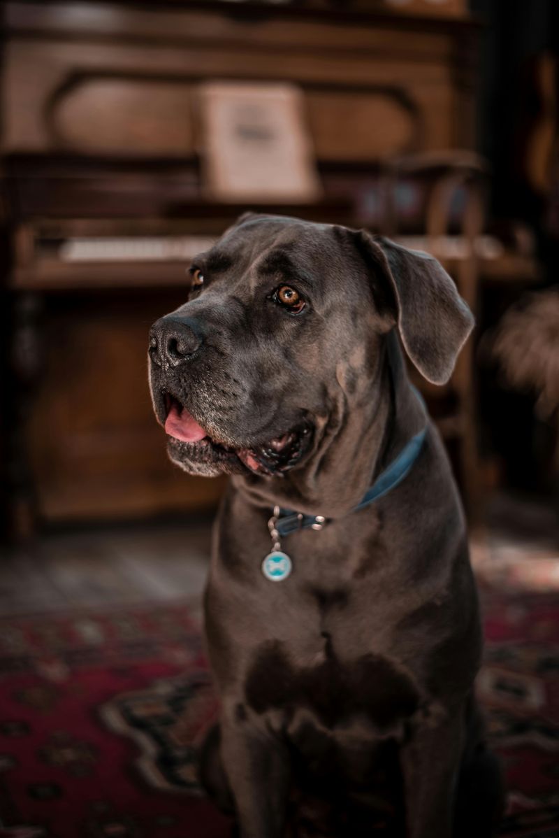 12 peaceful dogs with nighttime instincts that make owners feel safe 11 Cane Corso