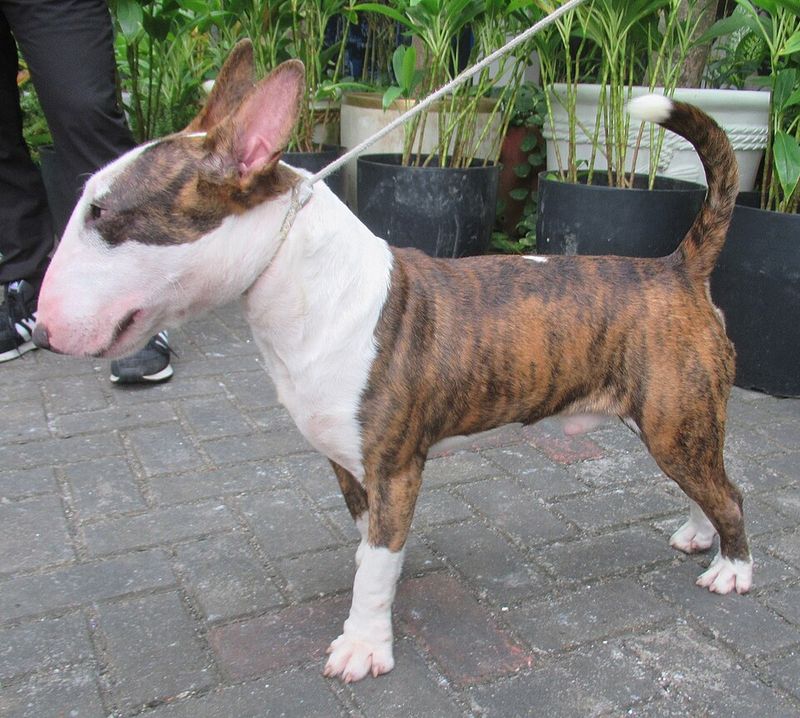Miniature Bull Terrier