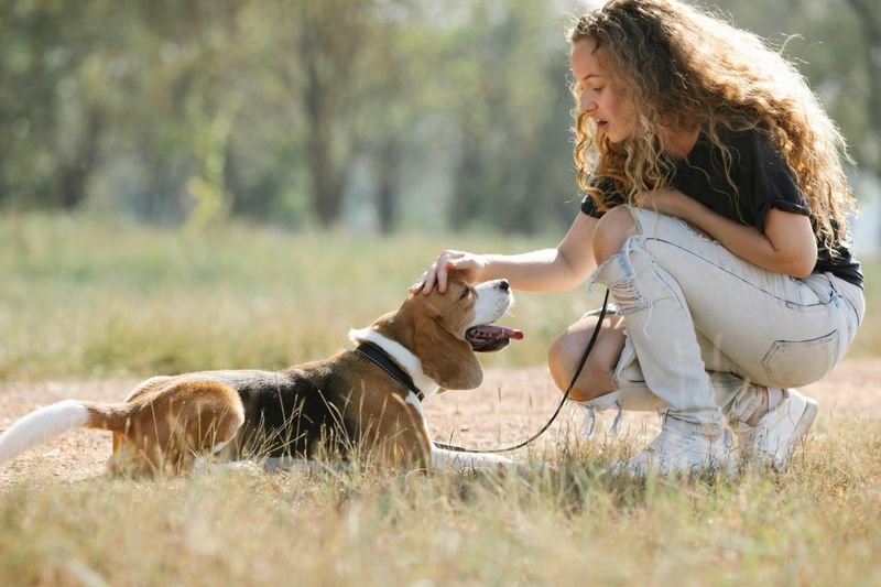 28 Dog Breeds That Show Remarkable Empathy Toward Their Owners 23 Beagle
