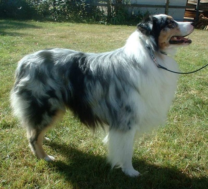 Stop Copying TikTok Training - 10 Breeds That Get Worse With Random “Hack” Methods 7 Australian Shepherd