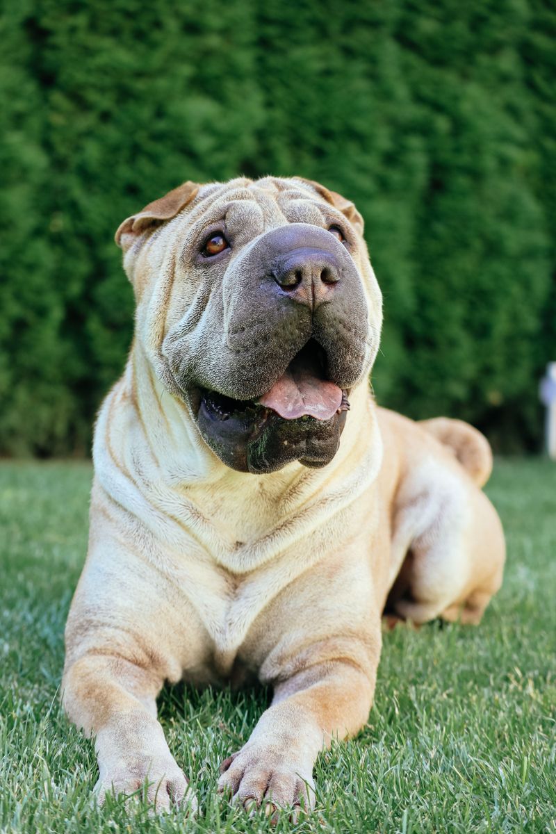 Think ignoring a dog will make it beg for your attention? These breeds may ignore you right back 13 Shar-Pei