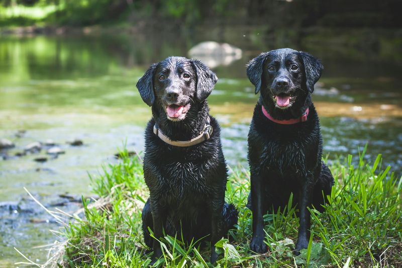 16 dog breeds that tend to show up disproportionately in professional training and working roles 4 Labrador Retriever
