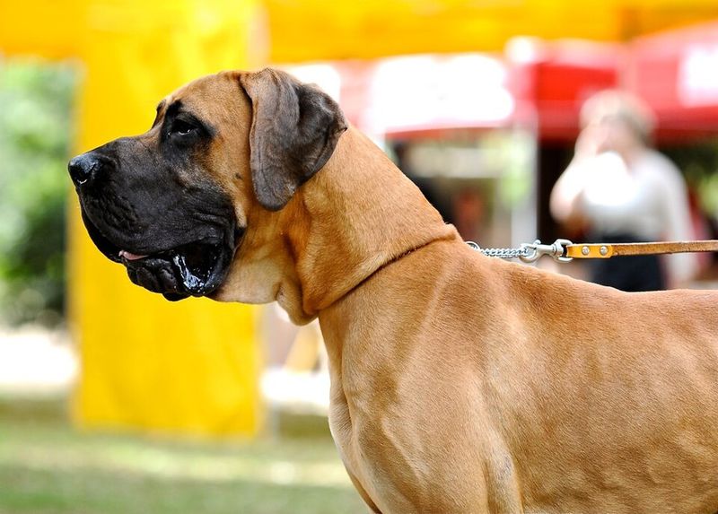 Great Dane