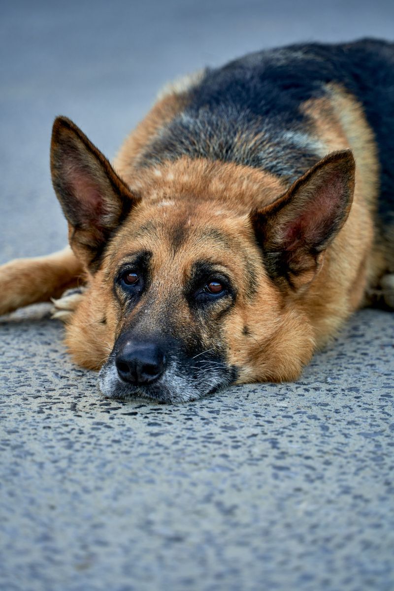 Strong household fragrances can bother dogs more than owners realize 5 German Shepherds Can Get Stressed by Scent Overload