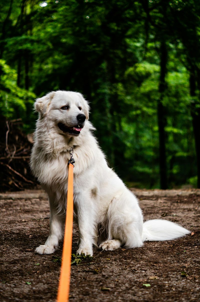 16 Protective Dog Breeds Families Trust to Guard the Home 15 Kuvasz