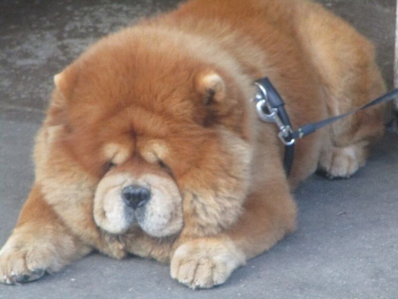These 13 dog breeds often choose familiar faces over busy playgroups 5 Chow Chow