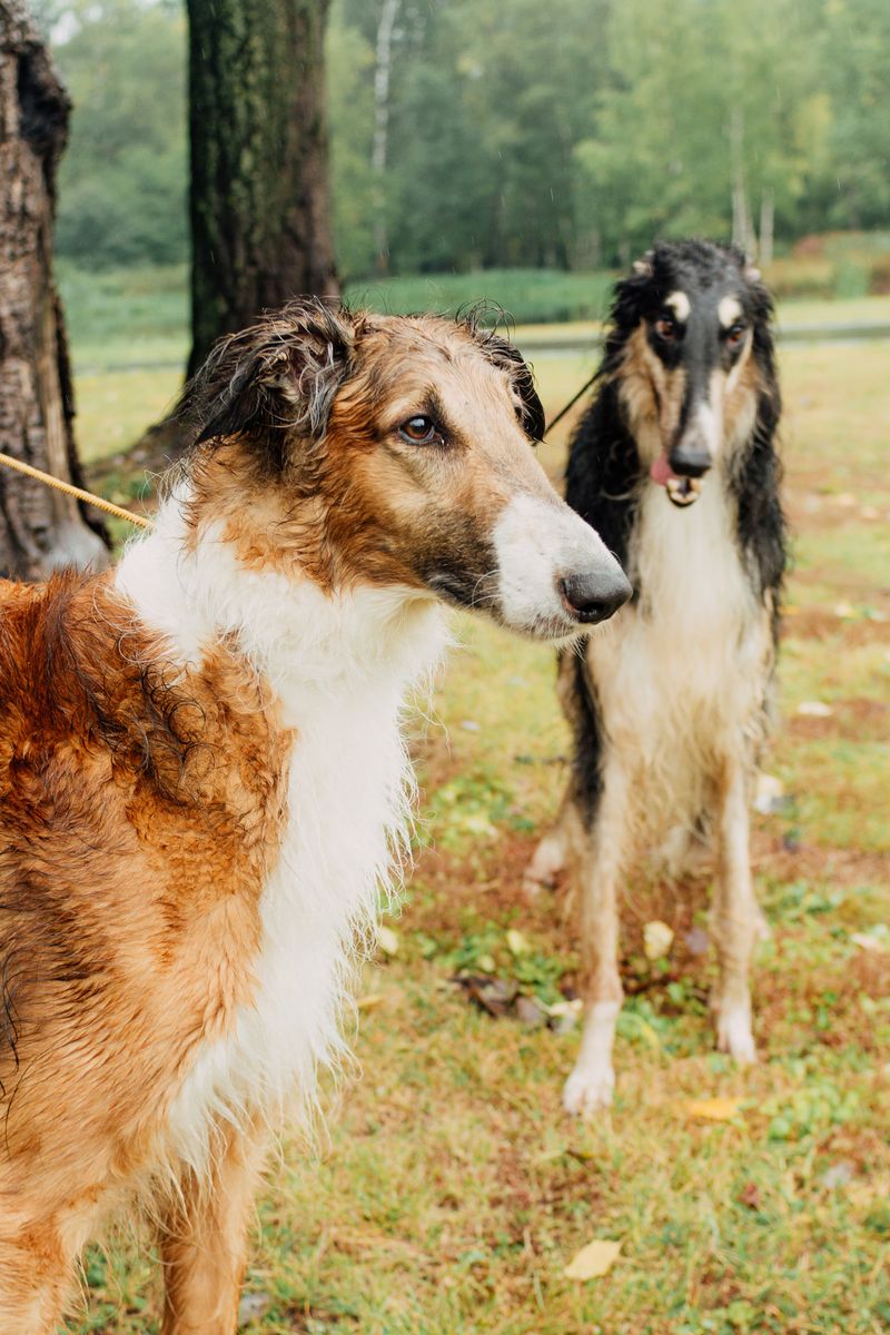 13 dramatic-looking dog breeds that make stormy weather look natural 3 Borzoi