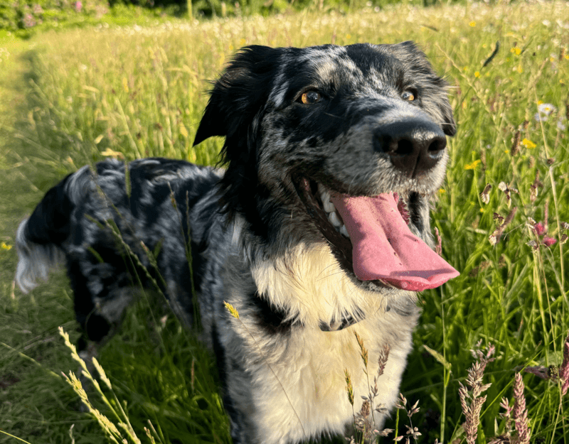 Smart dogs aren't automatically easier - These breeds can make boredom your problem too 2 Border Collie