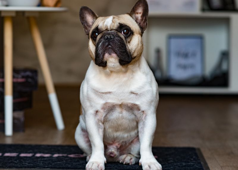 11 loyal companion dogs that thrive with solo owners 10 French Bulldog