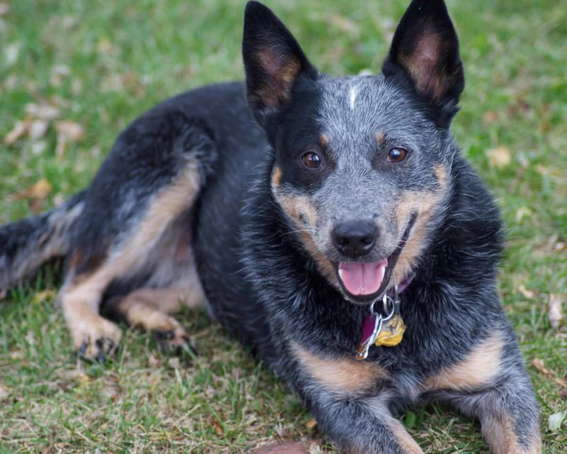Once these 13 dog breeds choose their favorite person, everyone else becomes second best 9 Australian Cattle Dog
