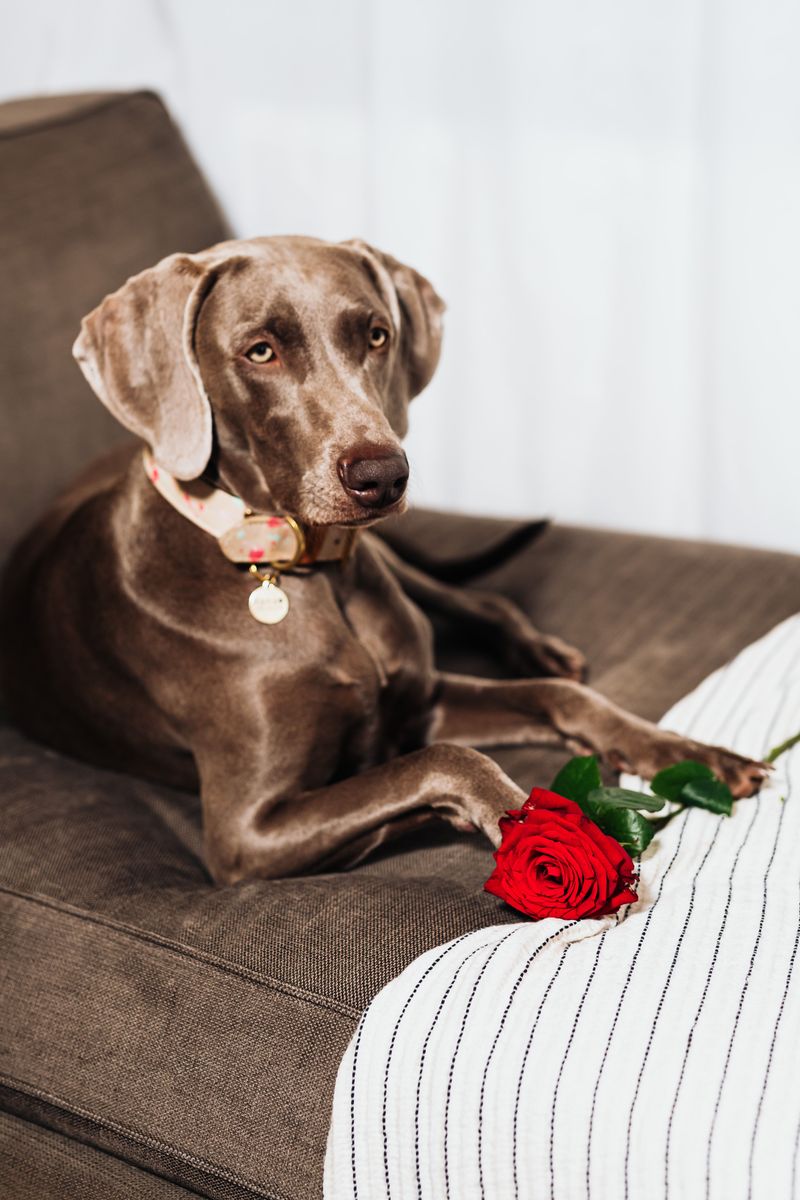 Looking camera-ready comes naturally to these 11 dog breeds – plus 3 breeds that wear their messy look proudly 7 Weimaraner