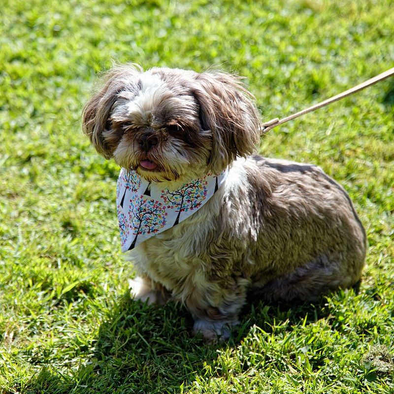 Shih Tzu