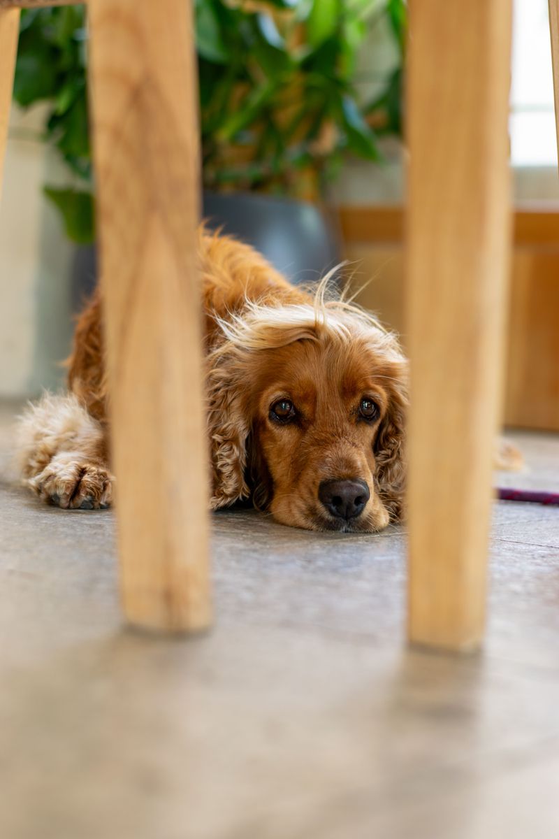 English Cocker Spaniel