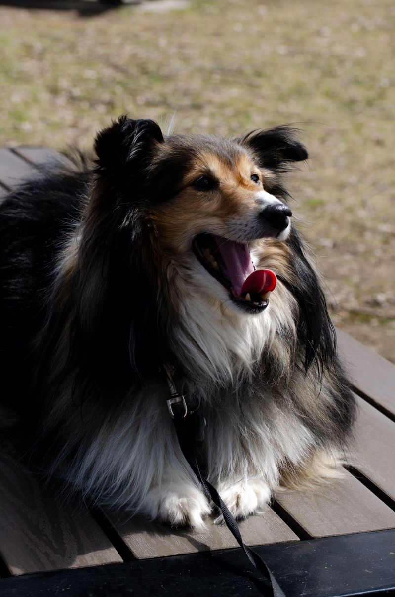 If your schedule changes often, these dog breeds deserve a little extra understanding 12 Shetland Sheepdog