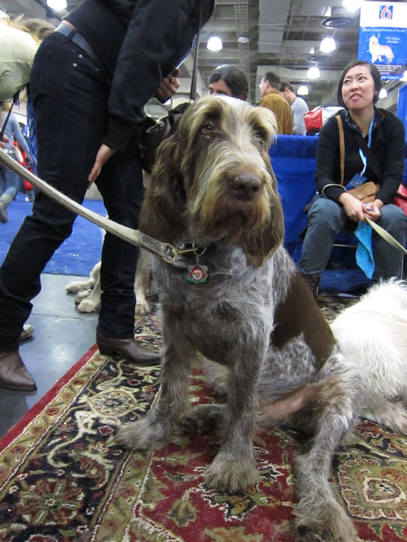 Spinone Italiano