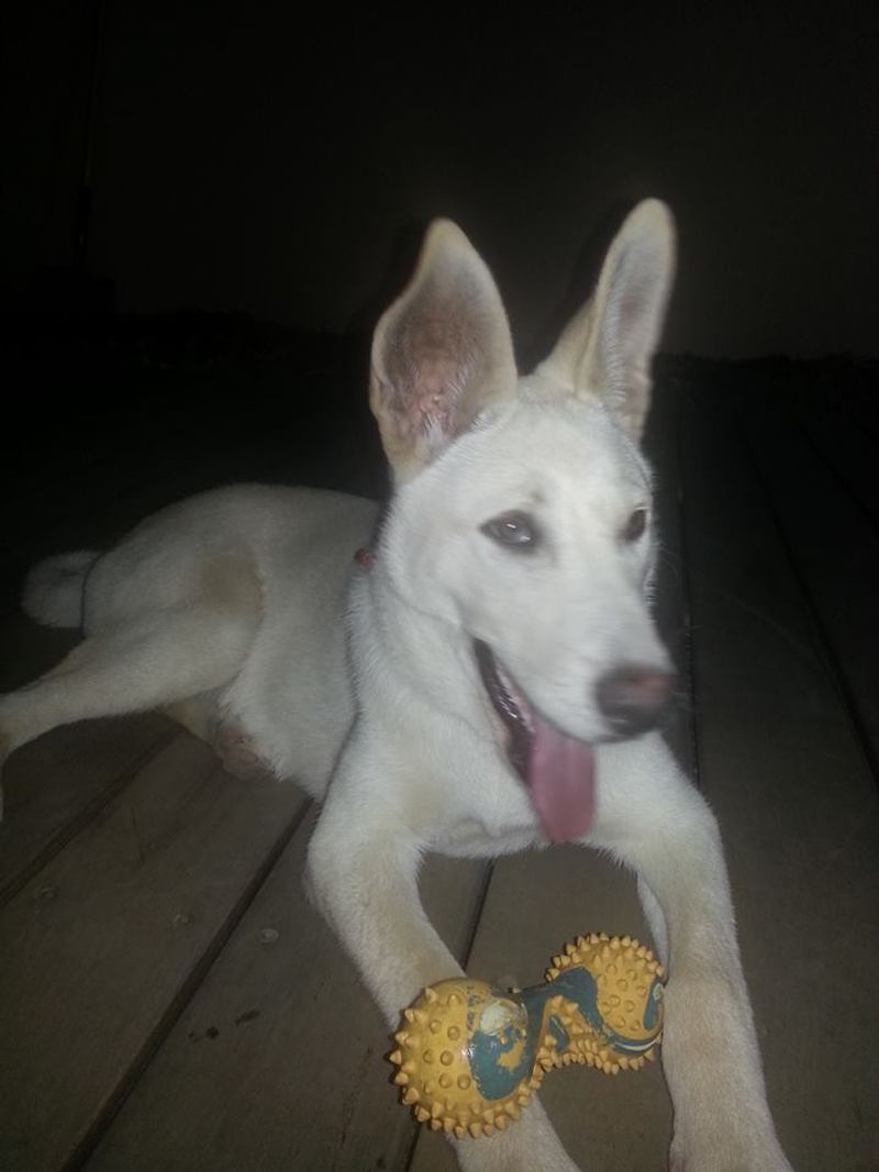 26 Rare Dog Breeds You’ll Rarely Encounter but Won’t Forget 6 Canaan Dog