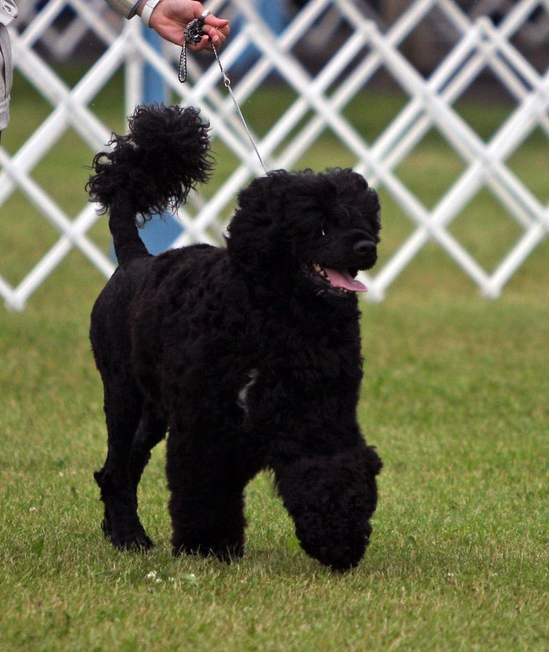 13 perfectly balanced mid-size dog breeds Americans are obsessed with right now 9 Portuguese Water Dog