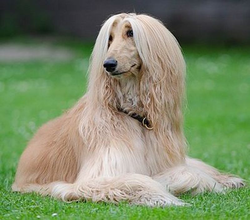 People fall for these 14 beautiful coats every time – plus 3 that require more work than expected 2 Afghan Hound