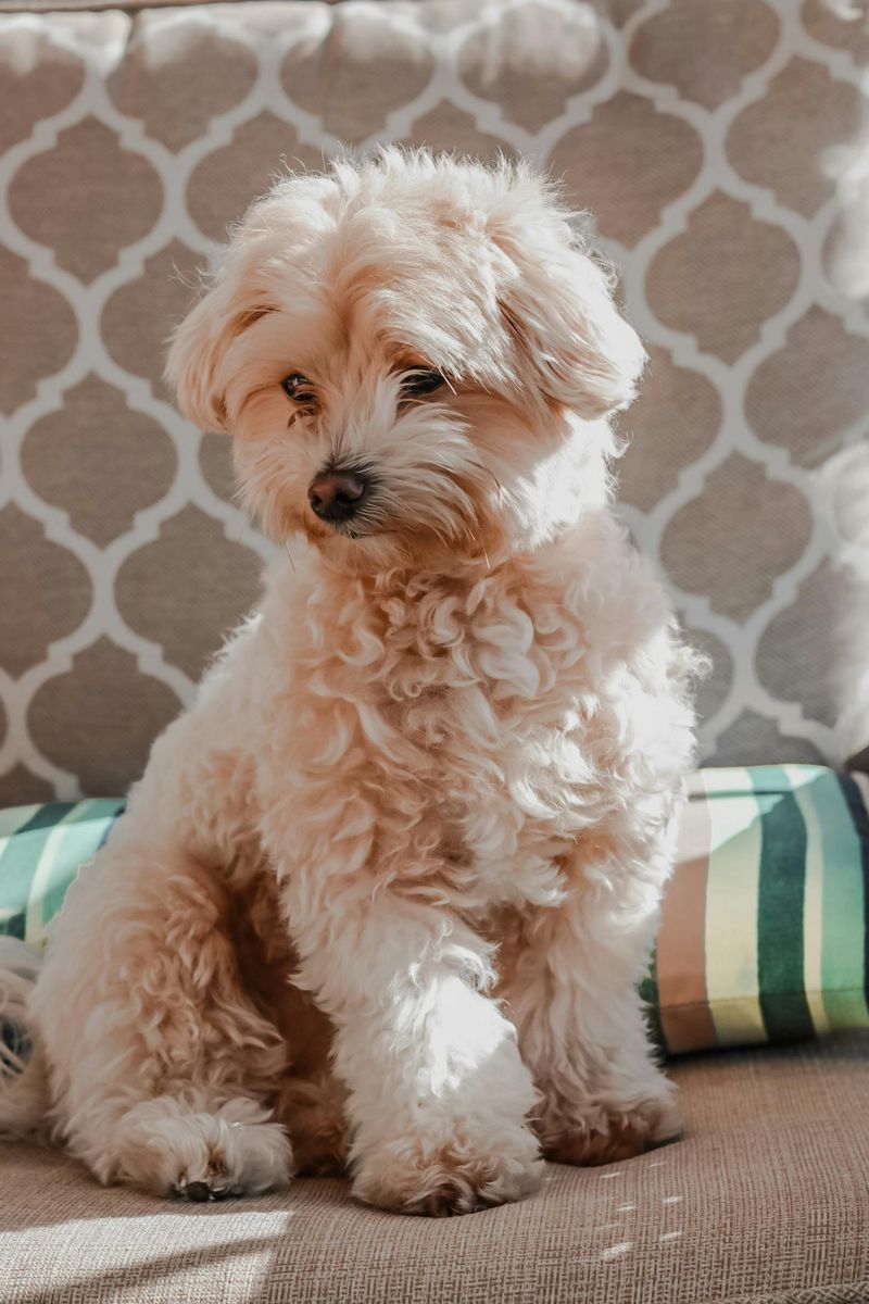 Dog Name Trends Are Shifting Fast - 15 Picks Owners Keep Repeating (and Why) 8 Teddy