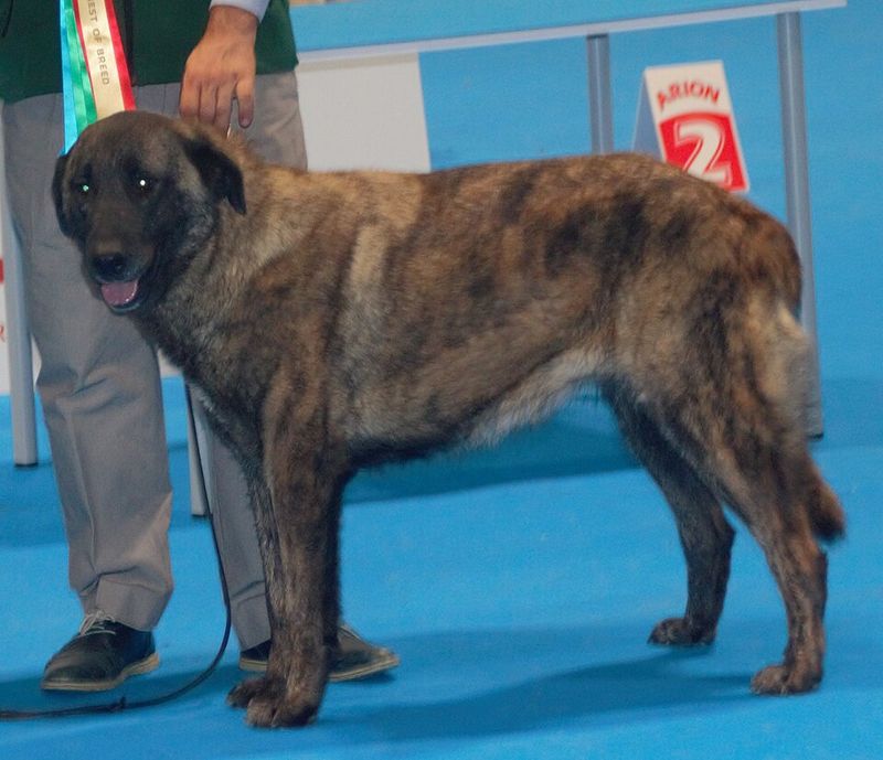Estrela Mountain Dog