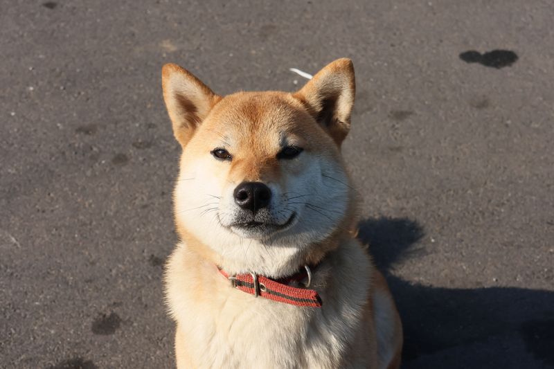 Shiba Inu - Minimalist glare, maximal message