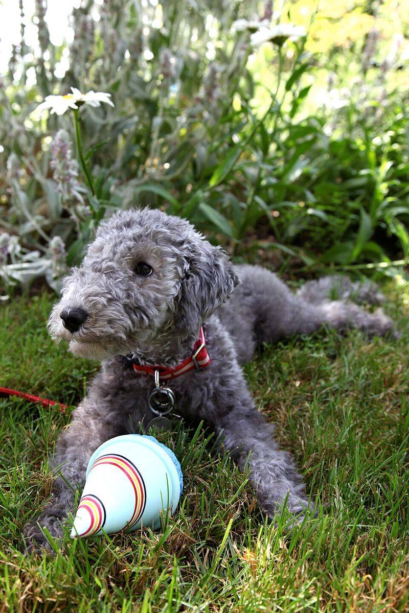 26 Rare Dog Breeds You’ll Rarely Encounter but Won’t Forget 16 Bedlington Terrier