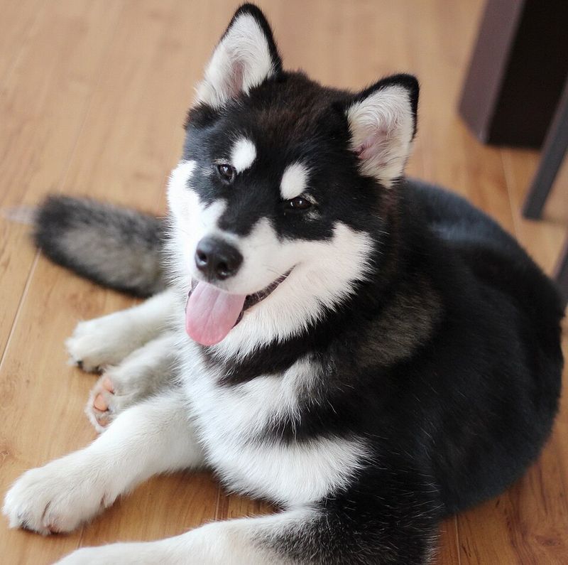 12 independent dog breeds and the secret to earning their cooperation 7 Alaskan Malamute