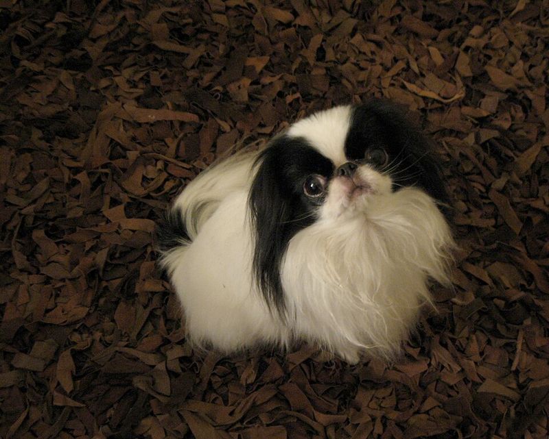 Japanese Chin - velvet fan of quiet corners