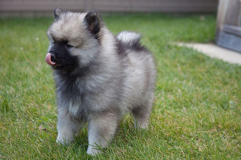 17 dog breeds that win people over fast without doing anything dramatic 16 Keeshond