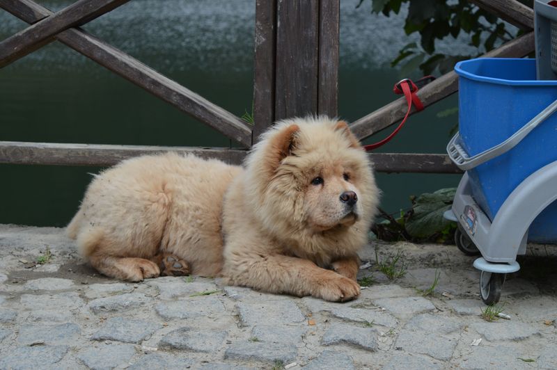 13 dog breeds people fall in love with for the wrong reasons - and regret choosing for the same ones 6 Chow Chow