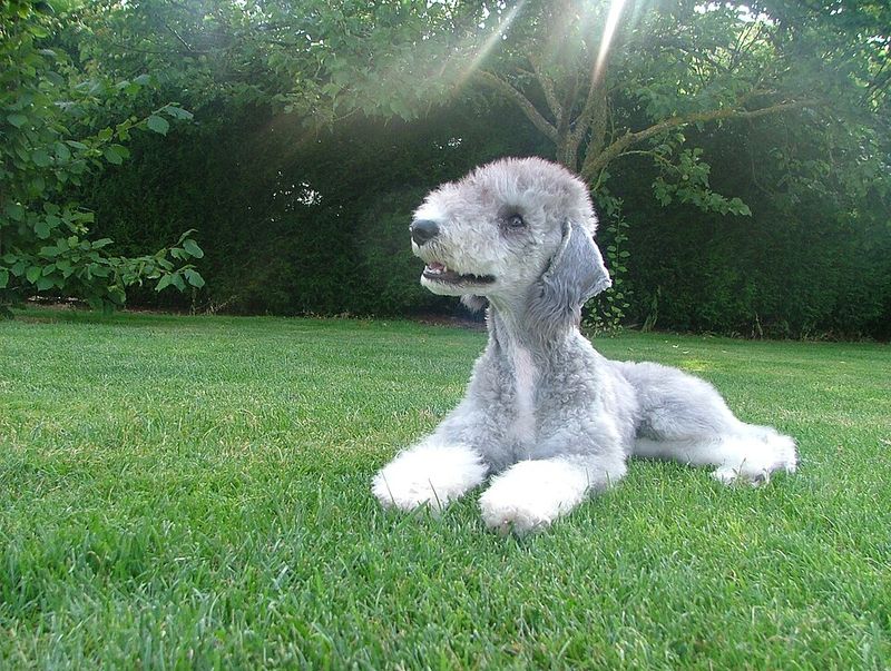 15 dog breeds that look like they should have their own portrait in a museum 10 Bedlington Terrier
