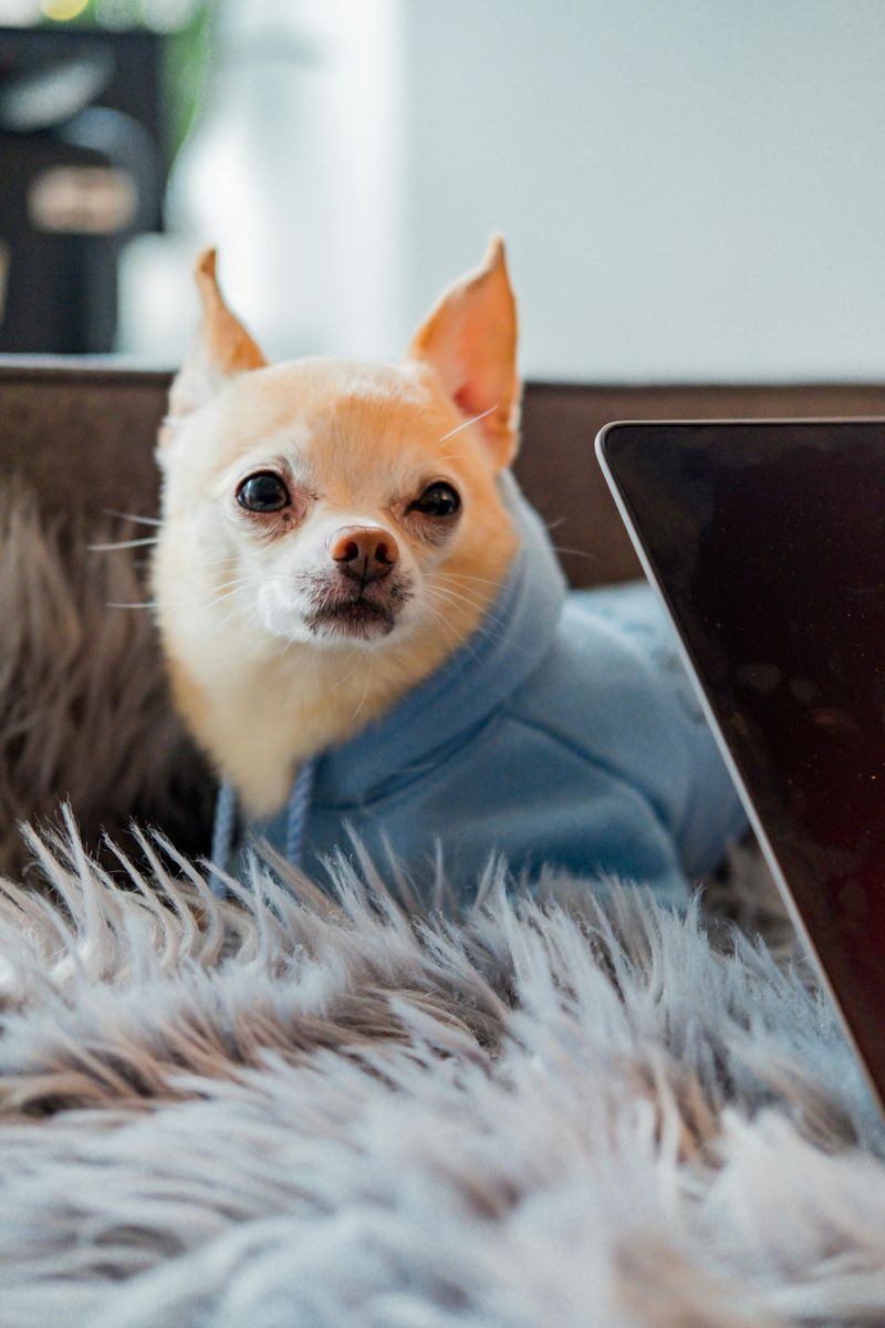 28 Small Dog Breeds Well-Suited for Apartment Living 9 Chihuahua