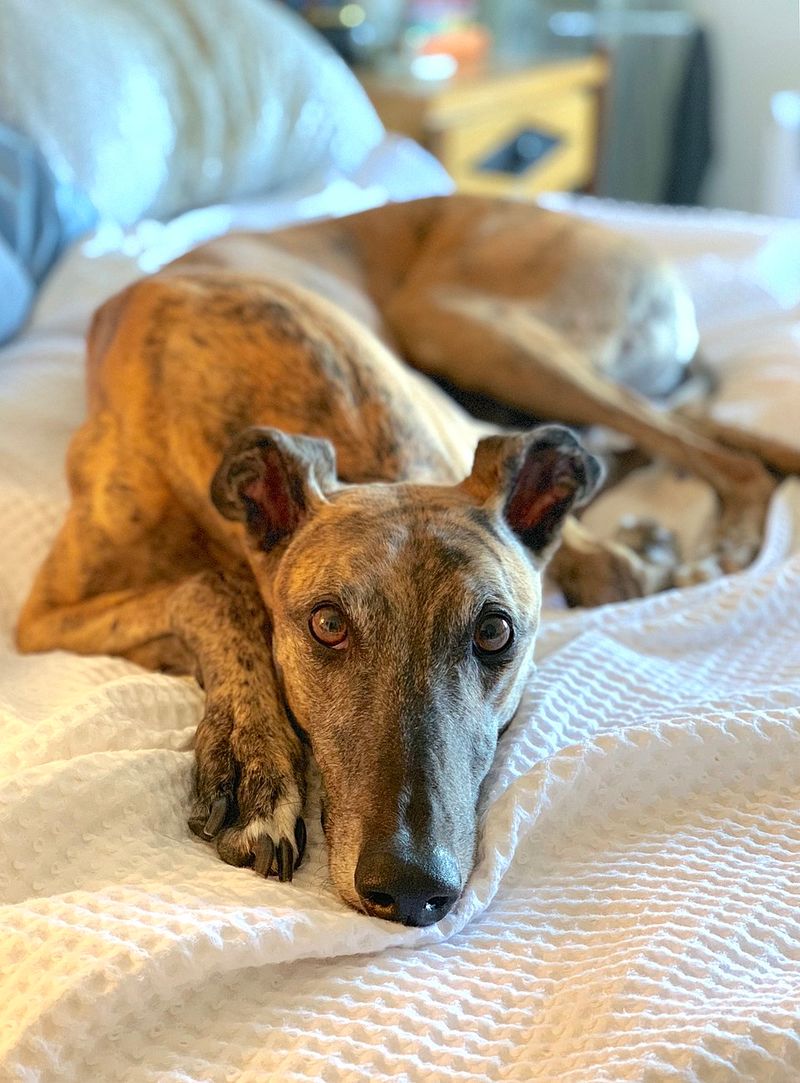 27 Dog Breeds That Prefer People Over Other Dogs 20 Greyhound