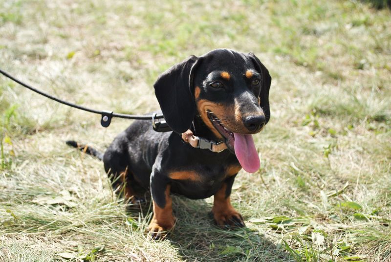 11 dogs that thrive on predictable feeding routines - and 3 that take schedule changes more casually 4 Dachshund