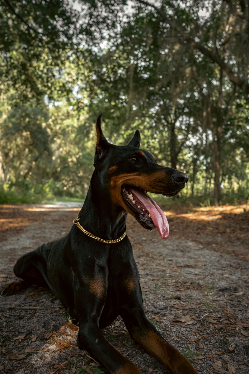 The bond sounds wonderful - Until you realize just how much these dogs may want to be part of your life 12 Doberman Pinscher - Elegant guardian glued by loyalty