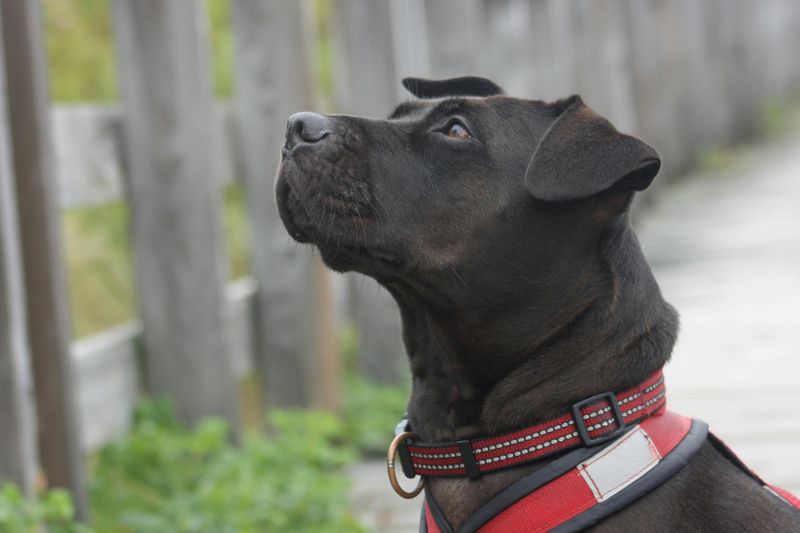 14 Overlooked Dog Breeds That Often Struggle to Get Adopted 3 Black Labrador Mixes