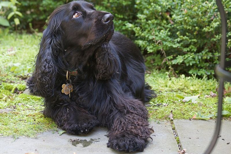 15 breeds that get intensely attached to routines and hate changes 4 Field Spaniel
