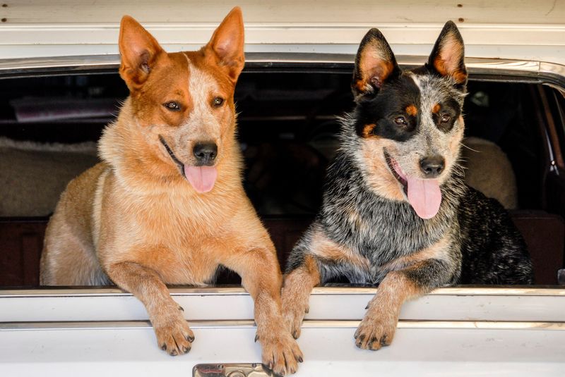 17 Adventure-Ready Dog Breeds That Thrive on Road Trips 12 Australian Cattle Dog