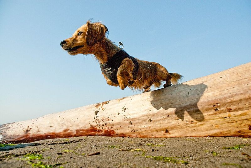Dachshund