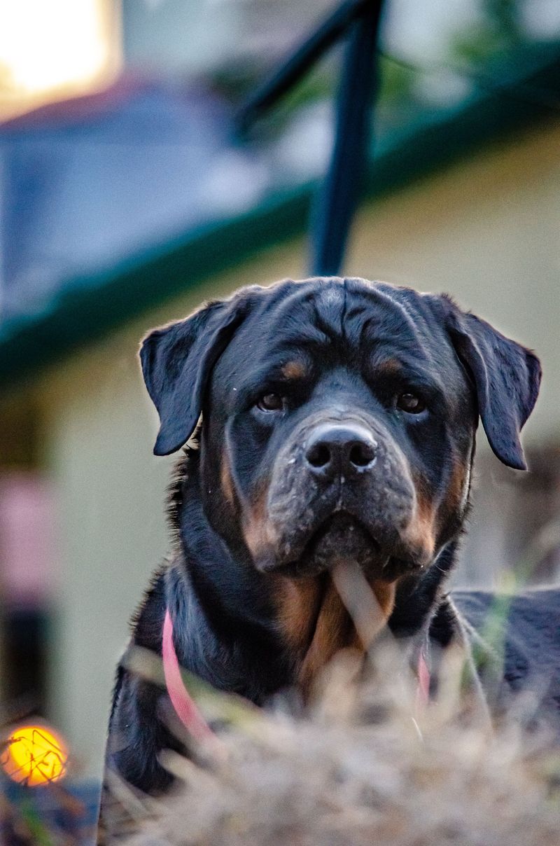 A dog that reacts to everything isn't necessarily the dog you want protecting your home 2 Rottweiler