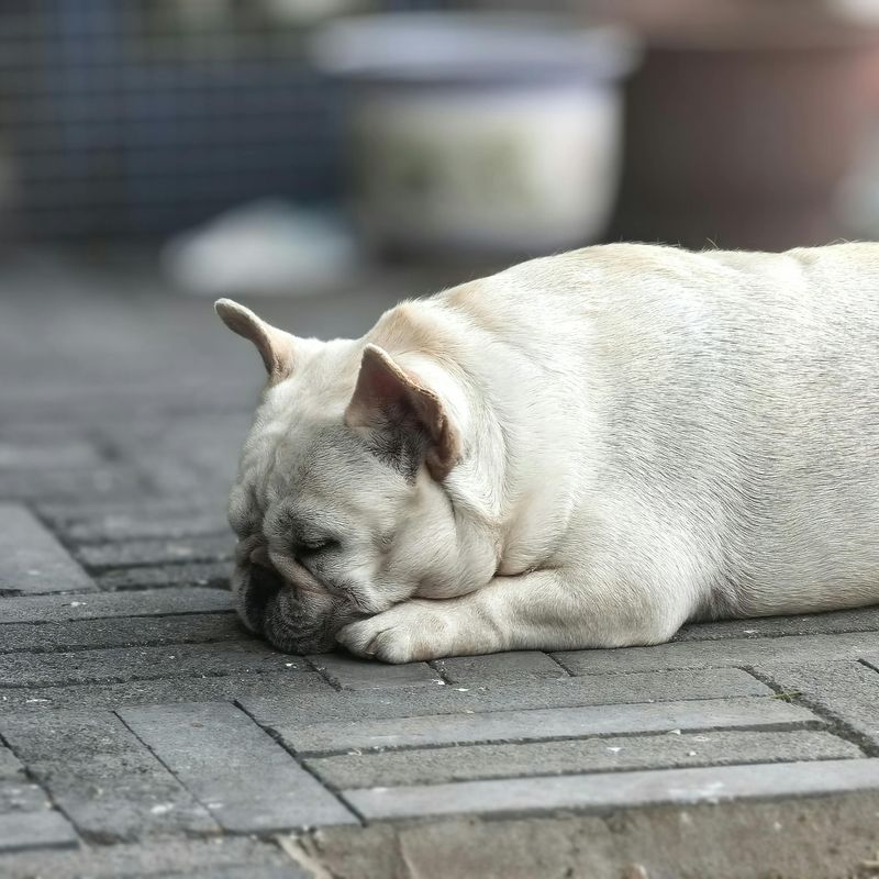 Where Outdoor Dogs Prefer to Sleep: 19 Safe and Cozy Options 12 On a Patio Under an Awning